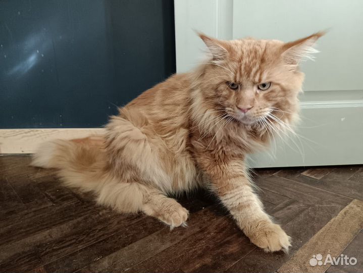 Мейн-кун вязка