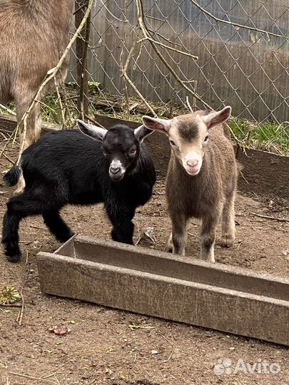 Камерунские козы