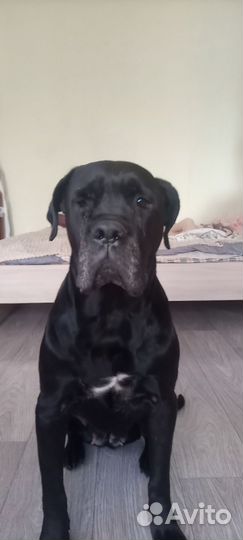 Кане корсо отдам