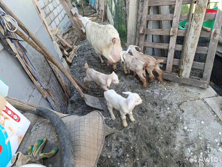 Дойные Зааненские и Нубийские козы и козлята