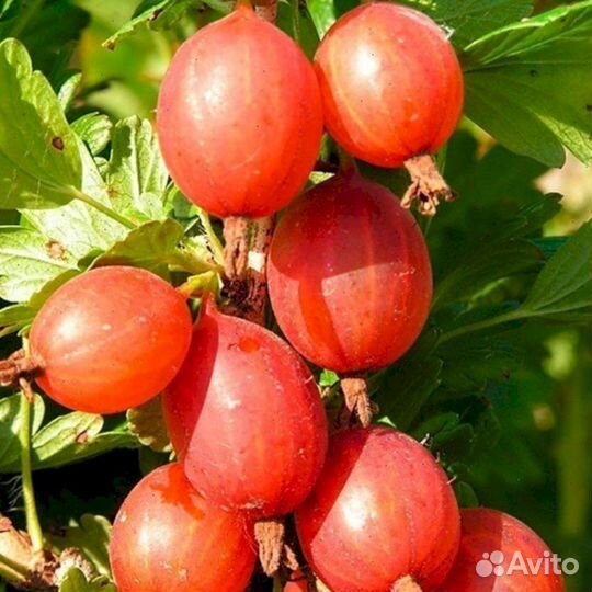 Саженцы крыжовника Машенька