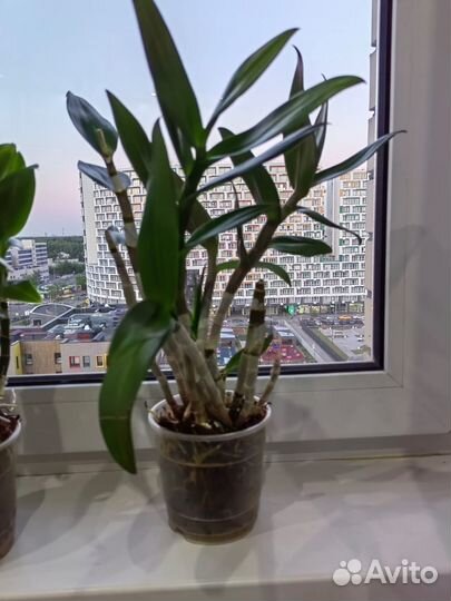 Орхидеи дендробиум фаленопсис