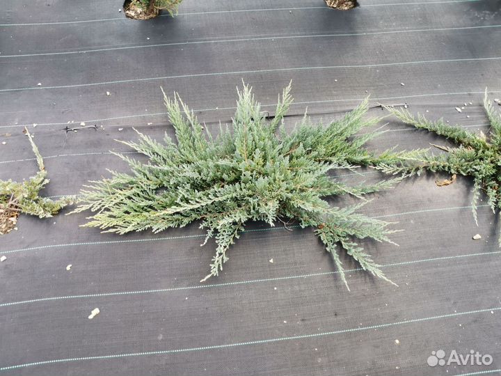 Можжевельник горизонтальный Блю Чип