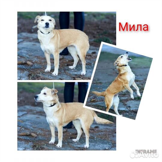 Среднеазиатская овчарка