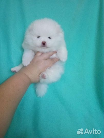 Шпицы белые