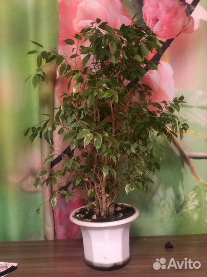 Фикус Бенджамина