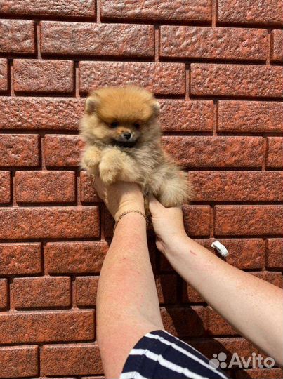 Померанский шпиц щенки