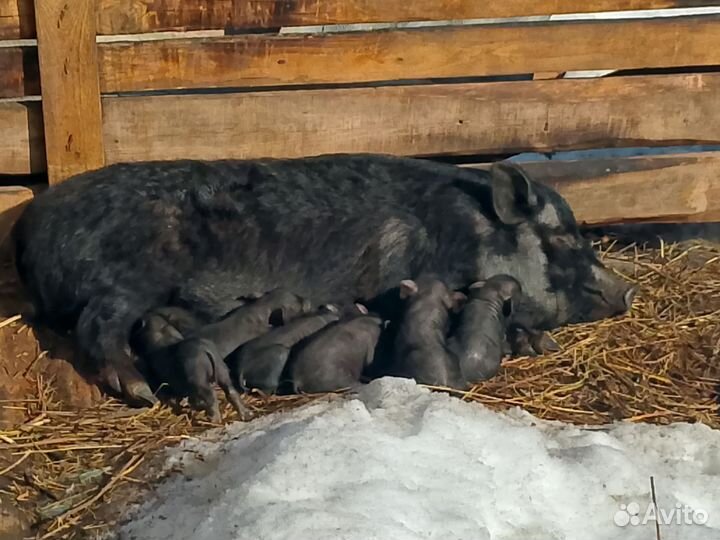 Вьетнамские поросята