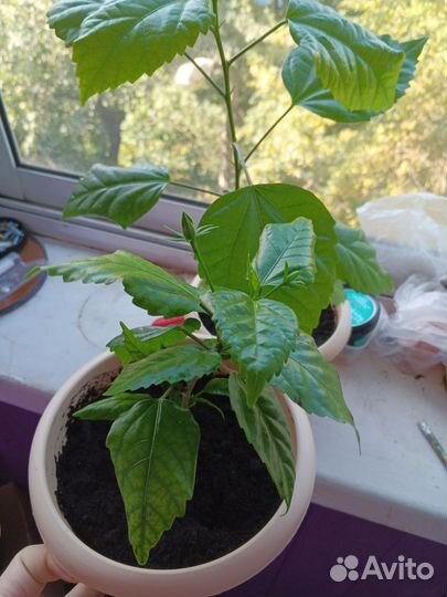 Гибискус махровый красный