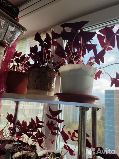 Кислица, оксалис, фиолетовый