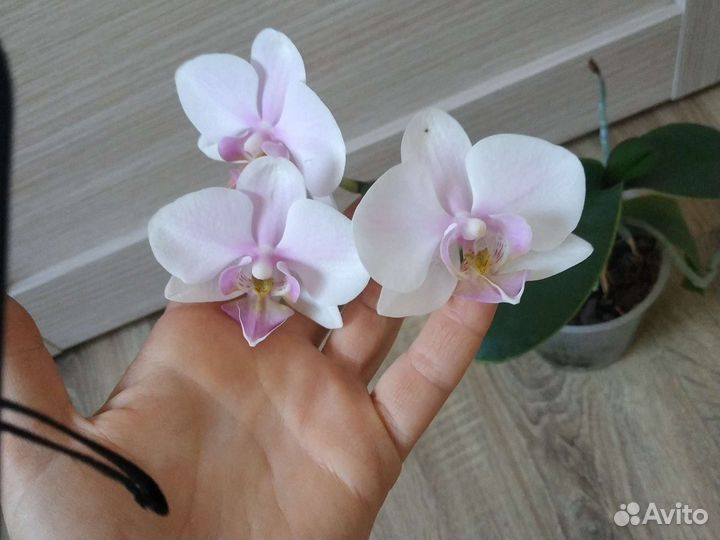 Орхидея фаленопсис