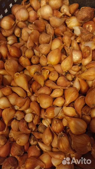 Луковицы тюльпанов