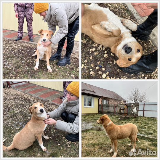 Щенок девочка