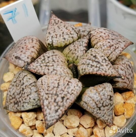 Редкие суккуленты / хавортия V2