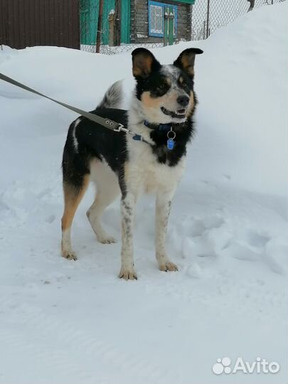 Элли в добрые руки