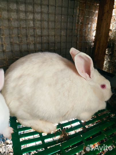 Кролик белый панон