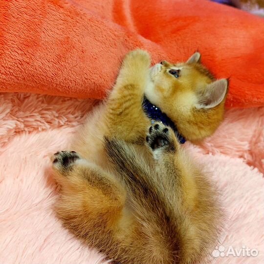 Шотландский эксклюзив Котята Вязка с Чемпионом