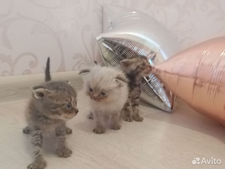 Котята в добрые руки бесплатно