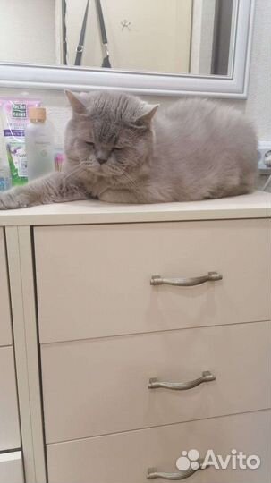 Пушистые друзья в добрые руки