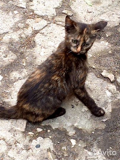 Кошка в дар бесплатно - в добрые руки