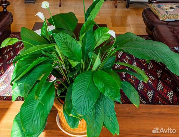 Спатифиллиум, также 