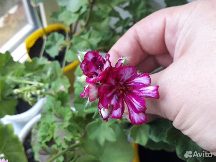 Плющелистная пеларгония