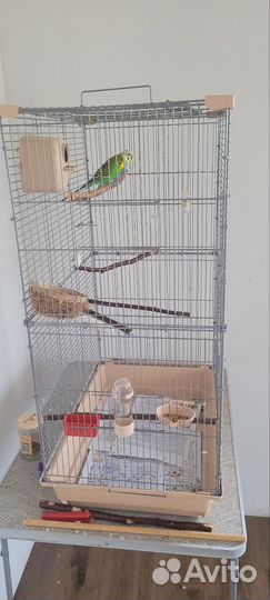 Волнистые попугаи