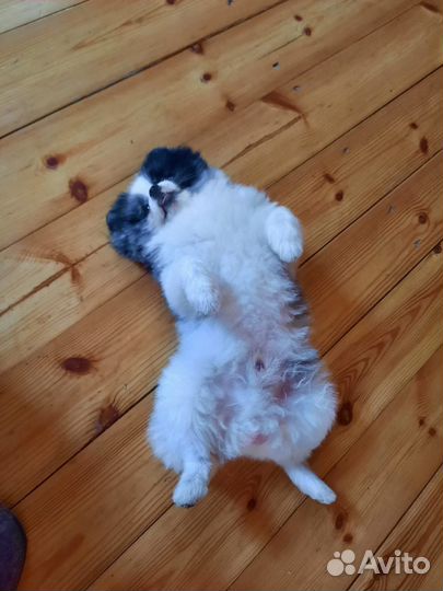 Вязка собак шпиц