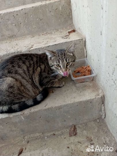 Котик Шипучка в добрые руки