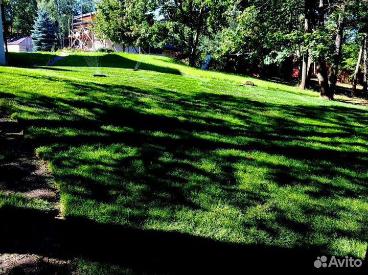 Рулонные газоны мятлик от производителя