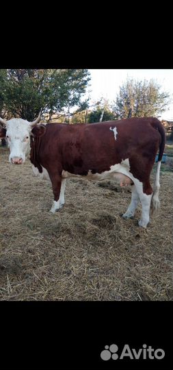 Корова Герефорд