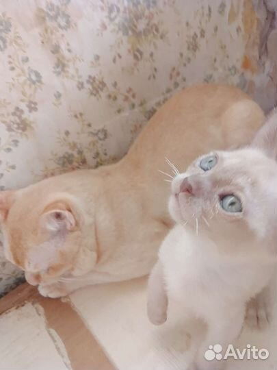Бурманские котята