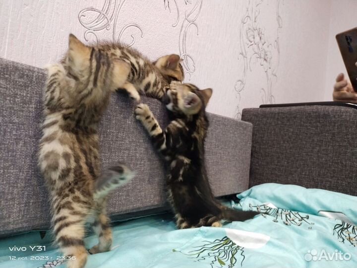 Продаю бенгальских котят