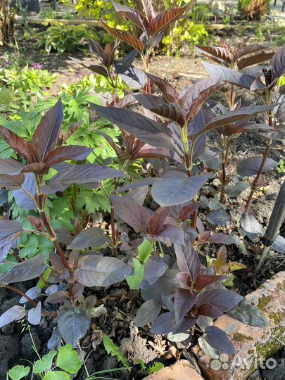 Гейхера, клематис, фалярис, прострел, астильба