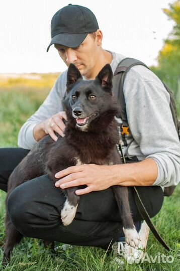 Собаки из приюта в добрые руки