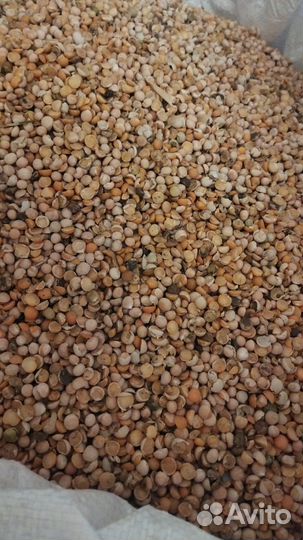 Горох кормовой