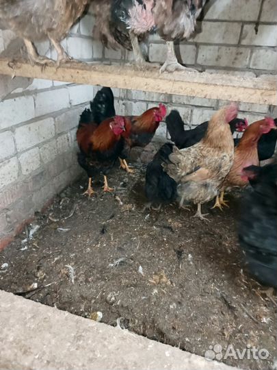 Молодые петухи