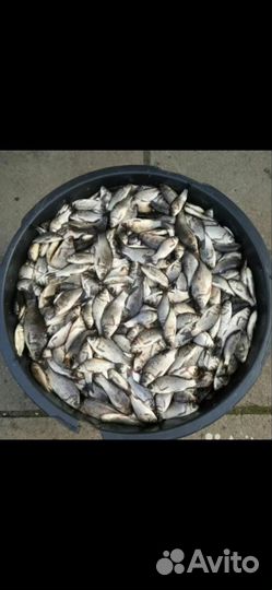 Живец карась