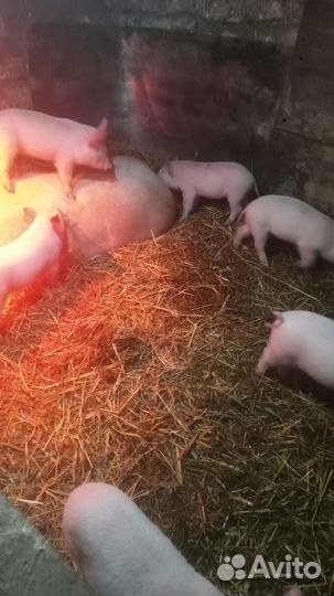 Поросята