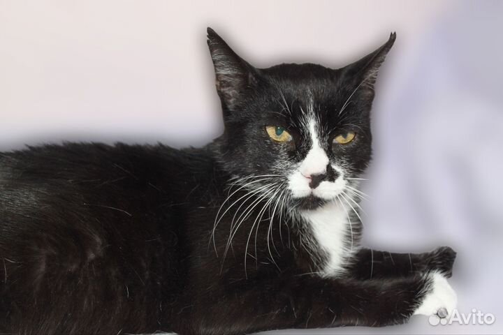 Кошка, стерилизованная