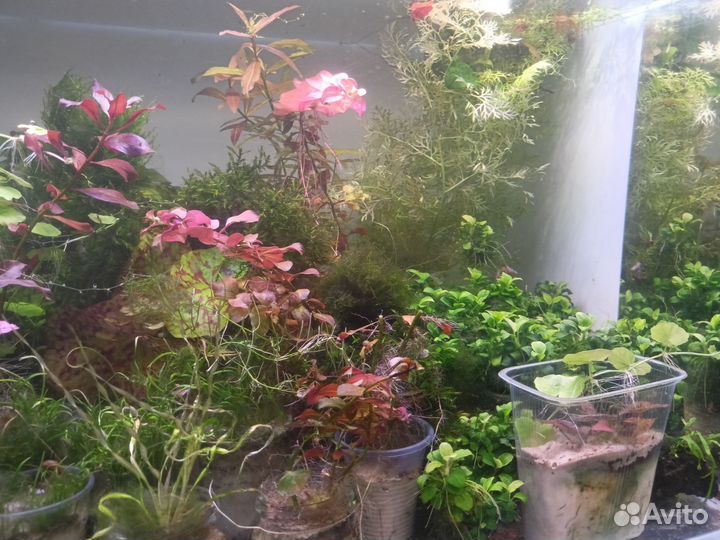 Аквариумные растения