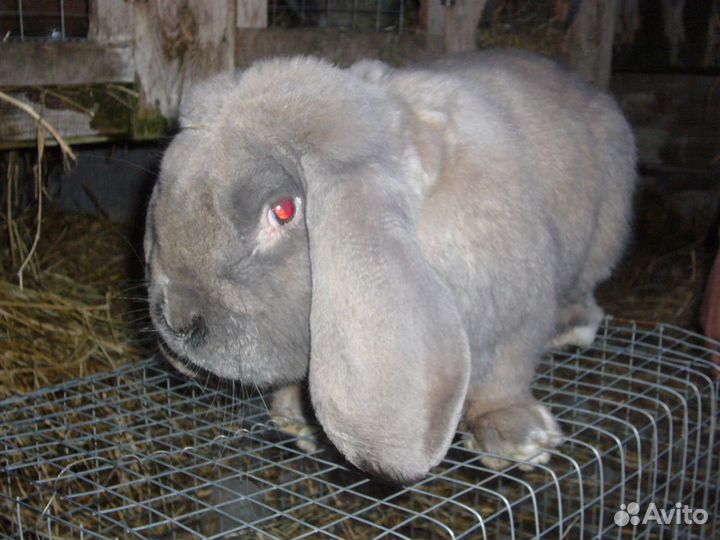 Кролики для разведения- Строкачи.и не только