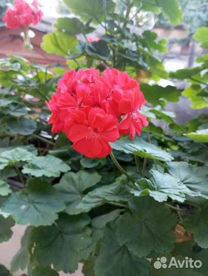 Герань пеларгония