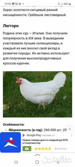 Инкубационное яйцо