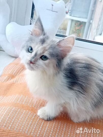 Котёнок девочка трехцветная в добрые руки