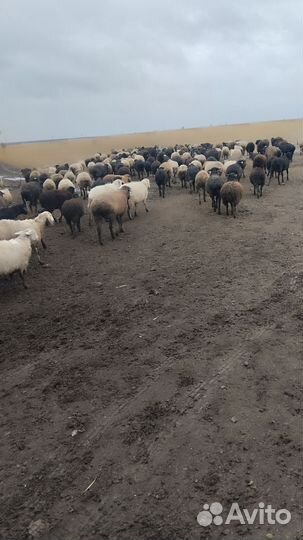 Продаются овцы упитаные