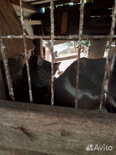Котята