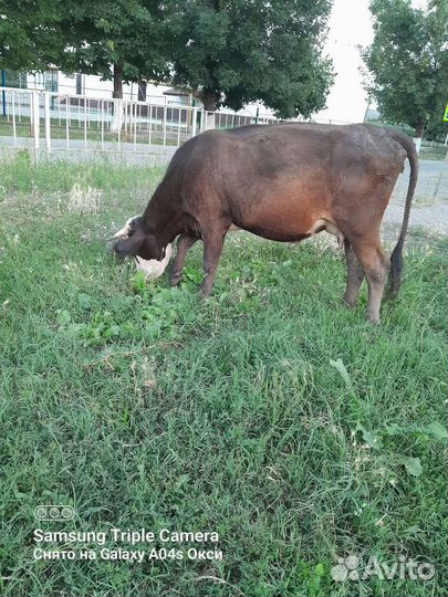 Коровы дойные с телятами