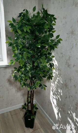 Искусственный фикус