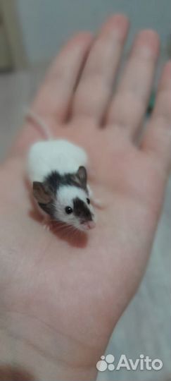 Японская карликовая мышка